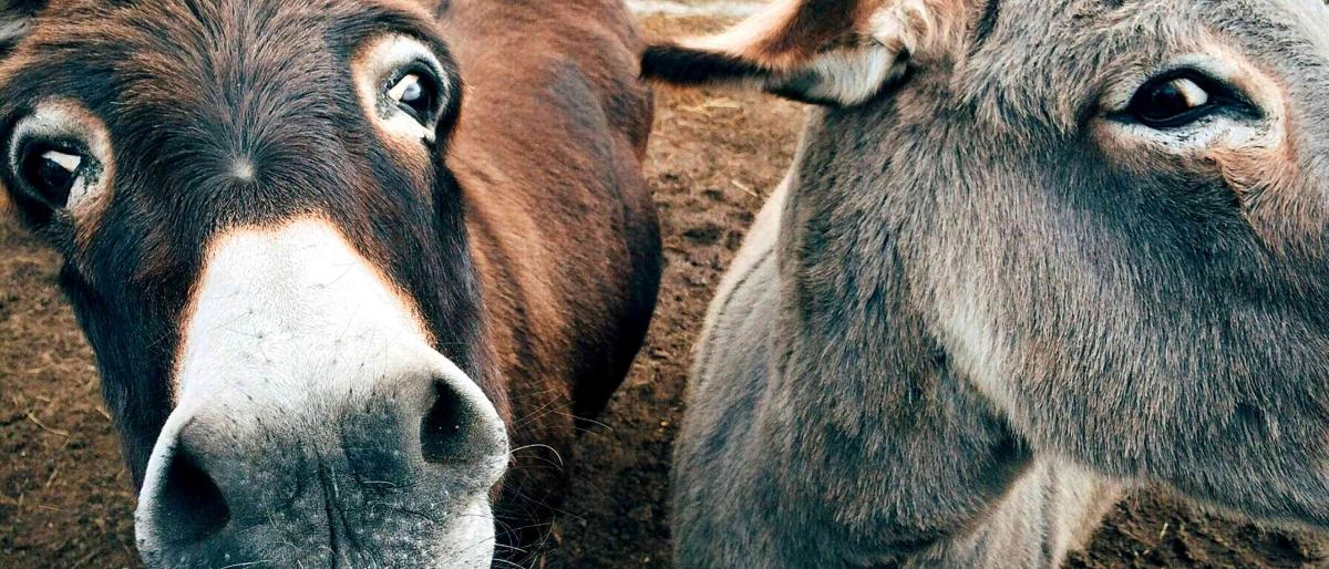 donkeys