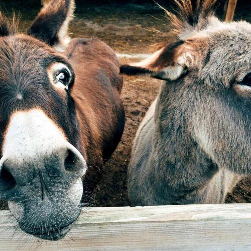 donkeys