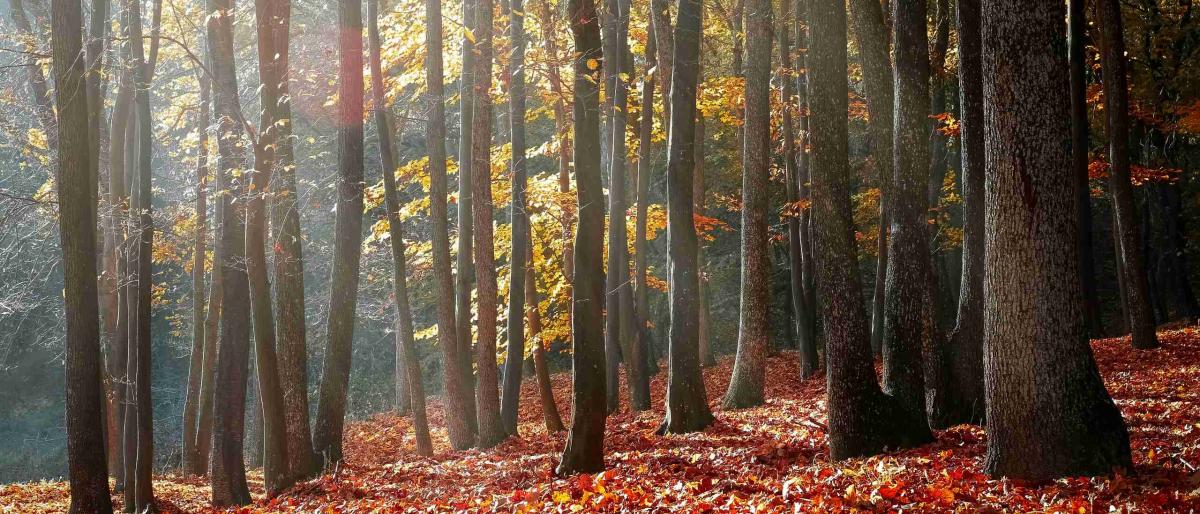 fall-forest