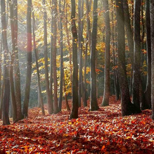 fall-forest