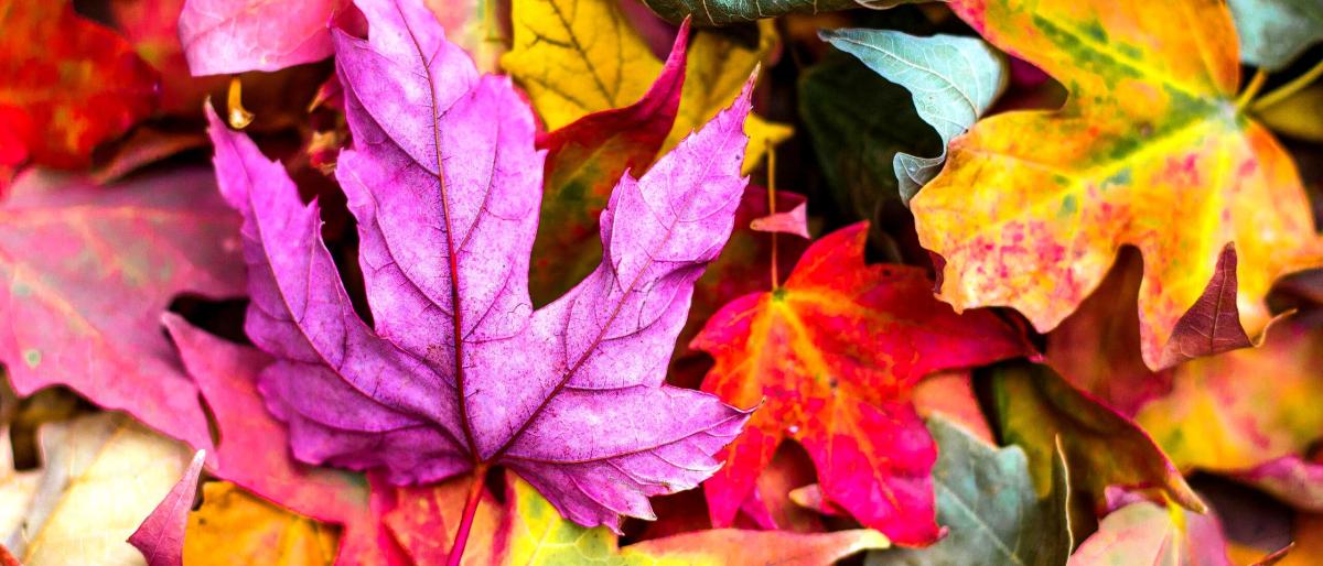 fall-leaves