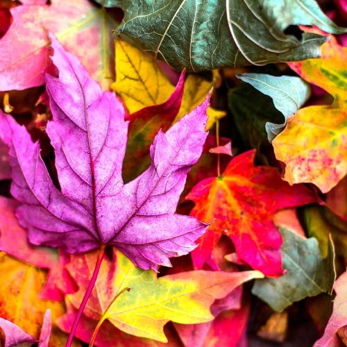 fall-leaves