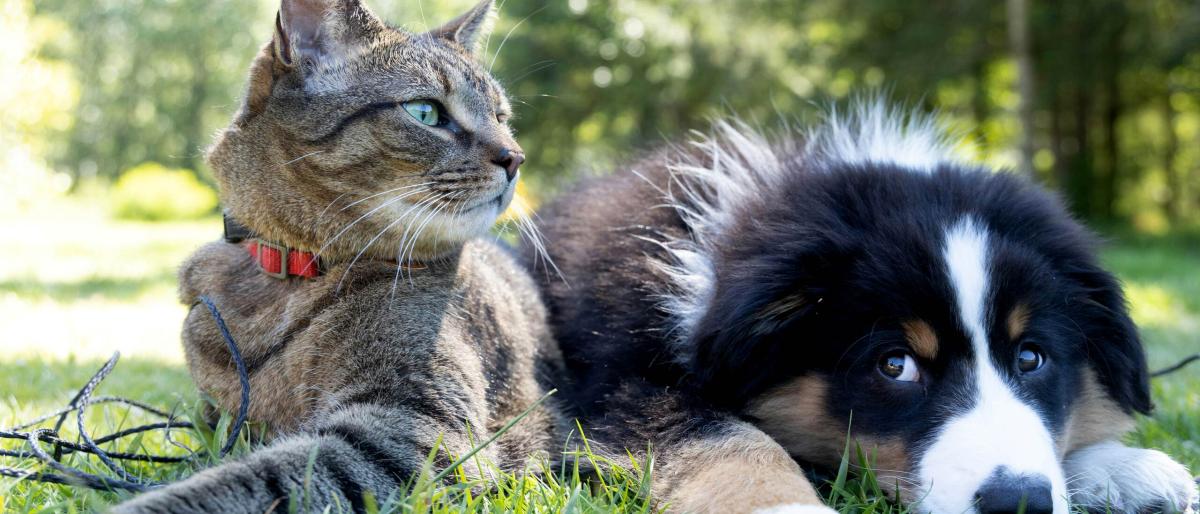 cat-and-dog