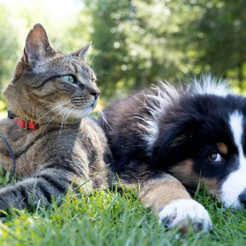 cat-and-dog