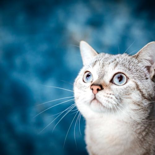 love-your-pet