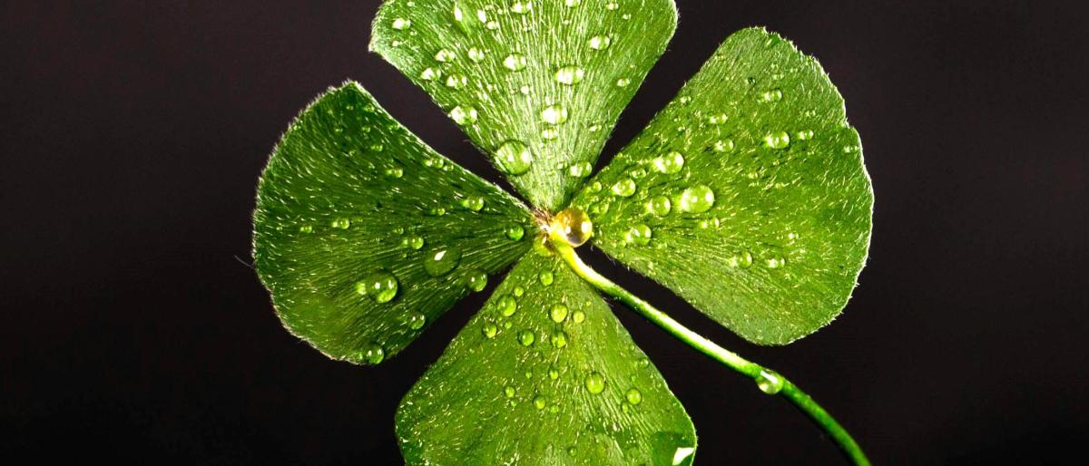 four-leaf-clover