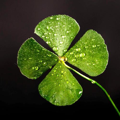four-leaf-clover