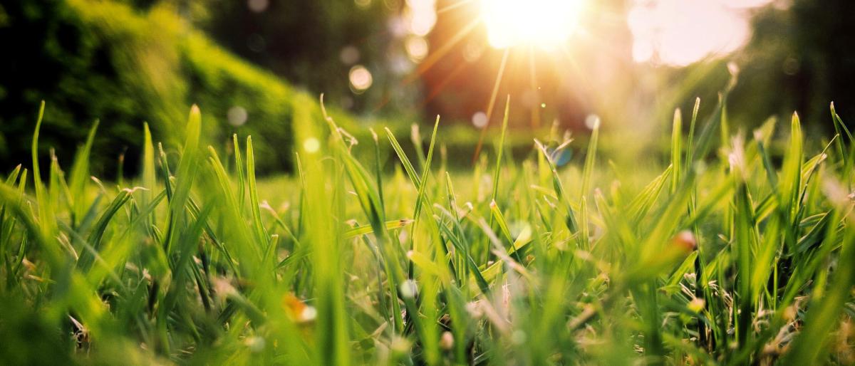 spring