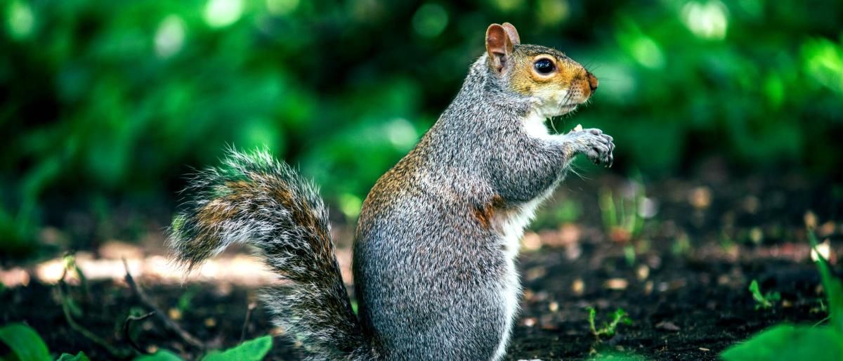 squirrel