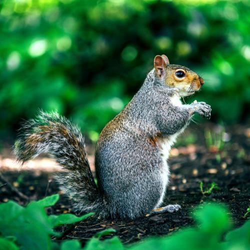 squirrel