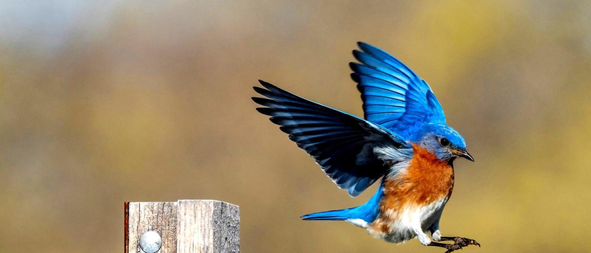 blue-bird