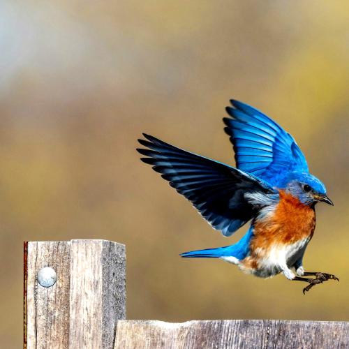 blue-bird
