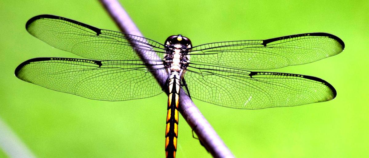 bugs-dragonfly