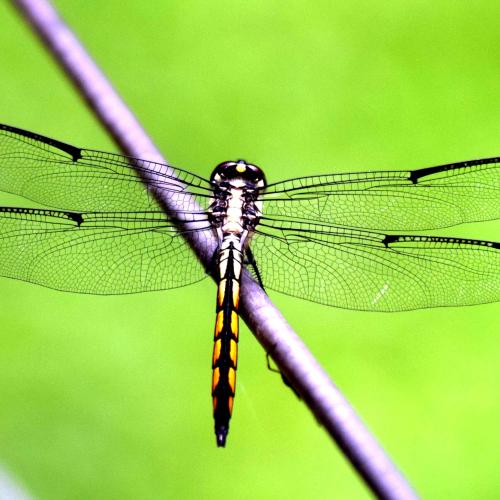 bugs-dragonfly
