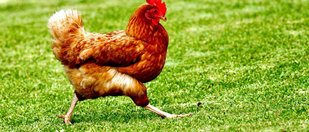 chicken