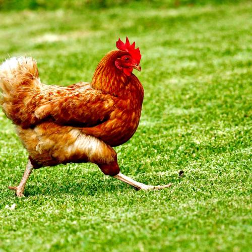 chicken