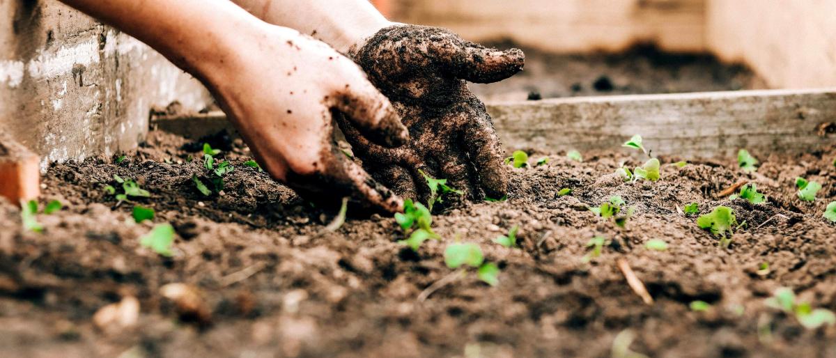 gardening