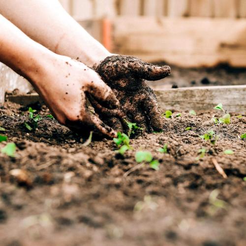 gardening