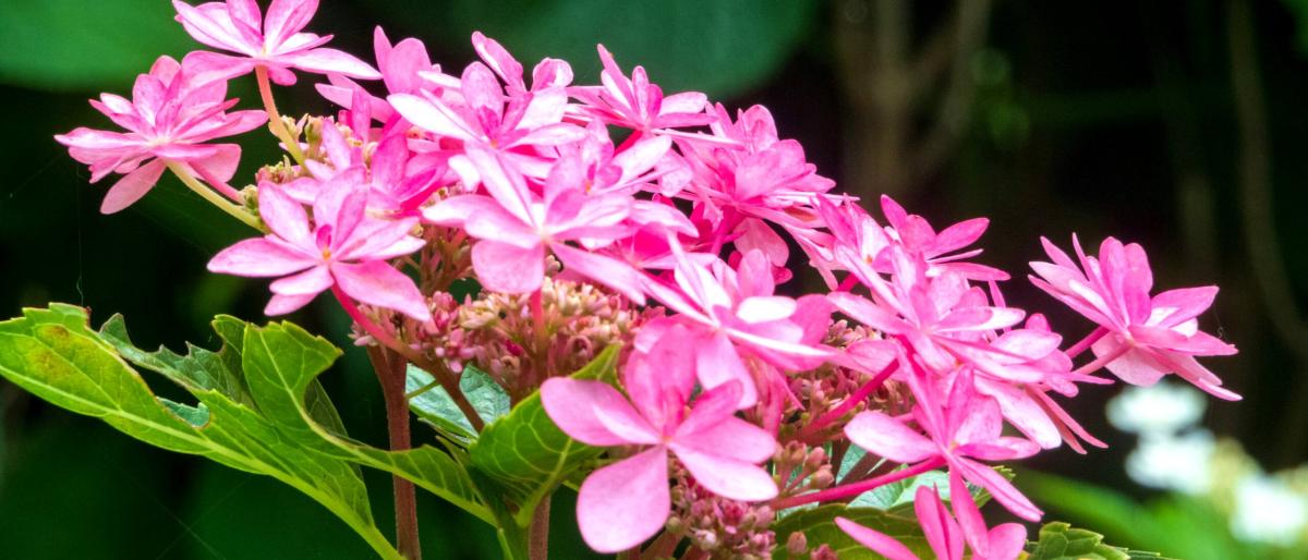 pink-flowers
