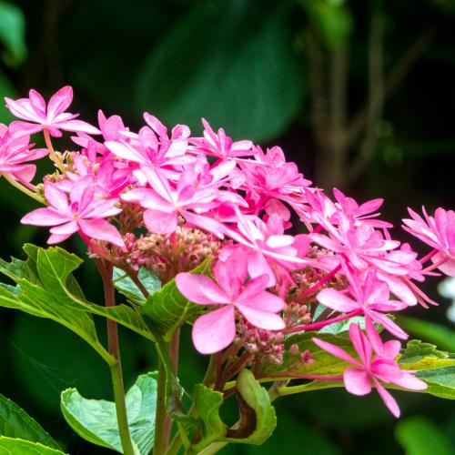 pink-flowers