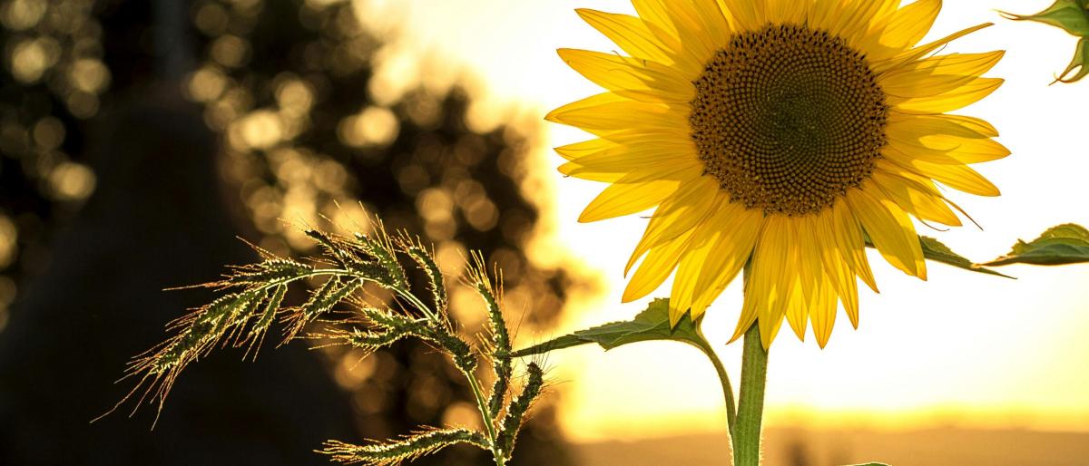 summer-sunflower