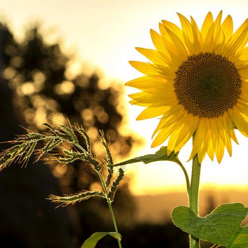 summer-sunflower