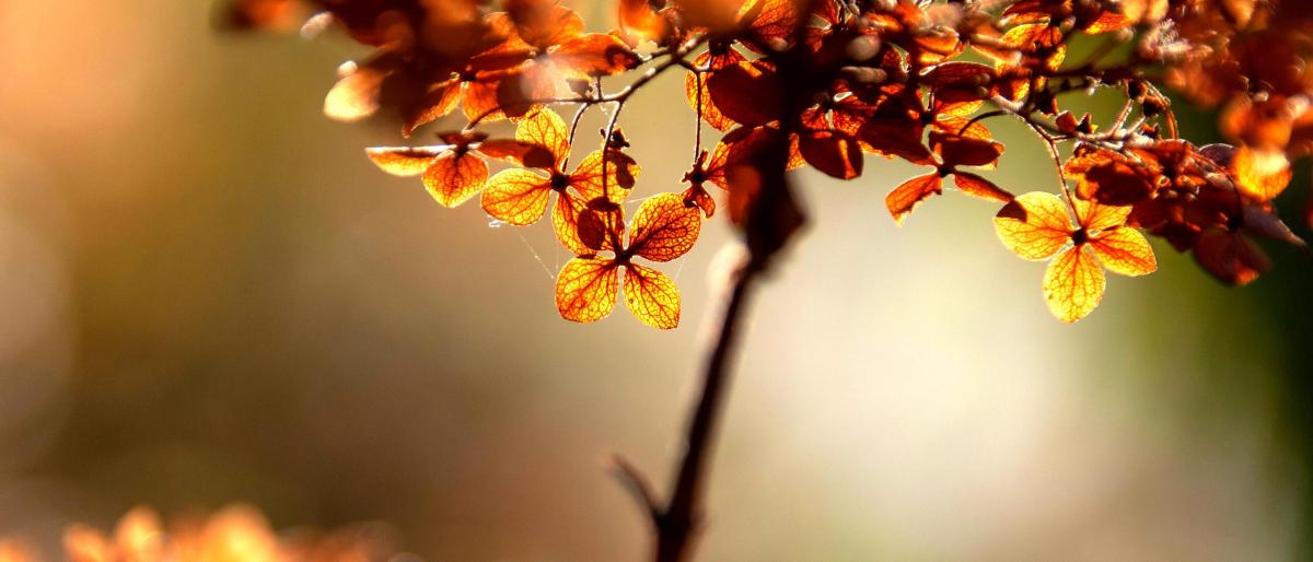 brown-leaves-fall