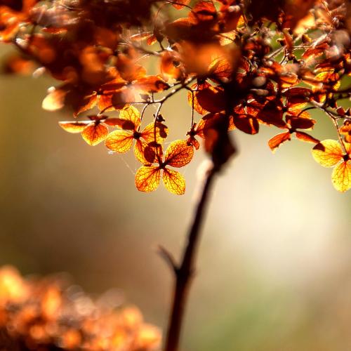 brown-leaves-fall