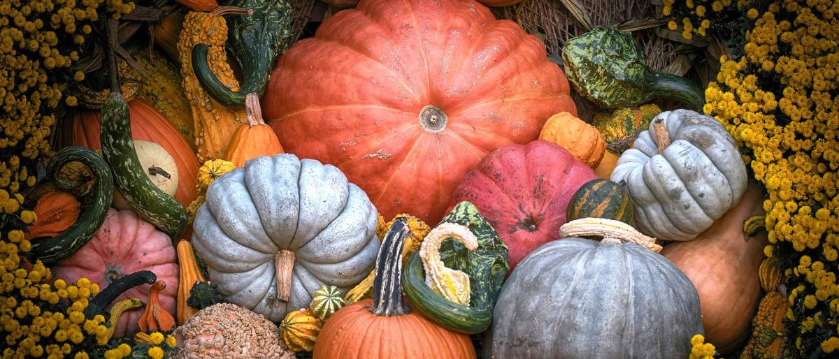 pumpkins