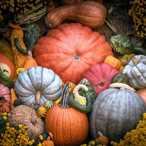 pumpkins
