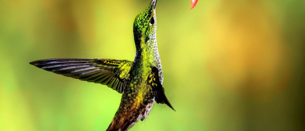 humming-bird