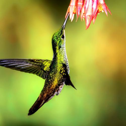 humming-bird